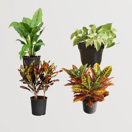 Festive Plant Combo - Gardengram