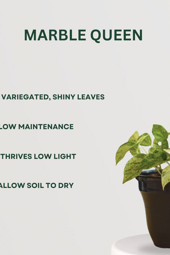 Festive Plant Combo Marble Queen - Gardengram