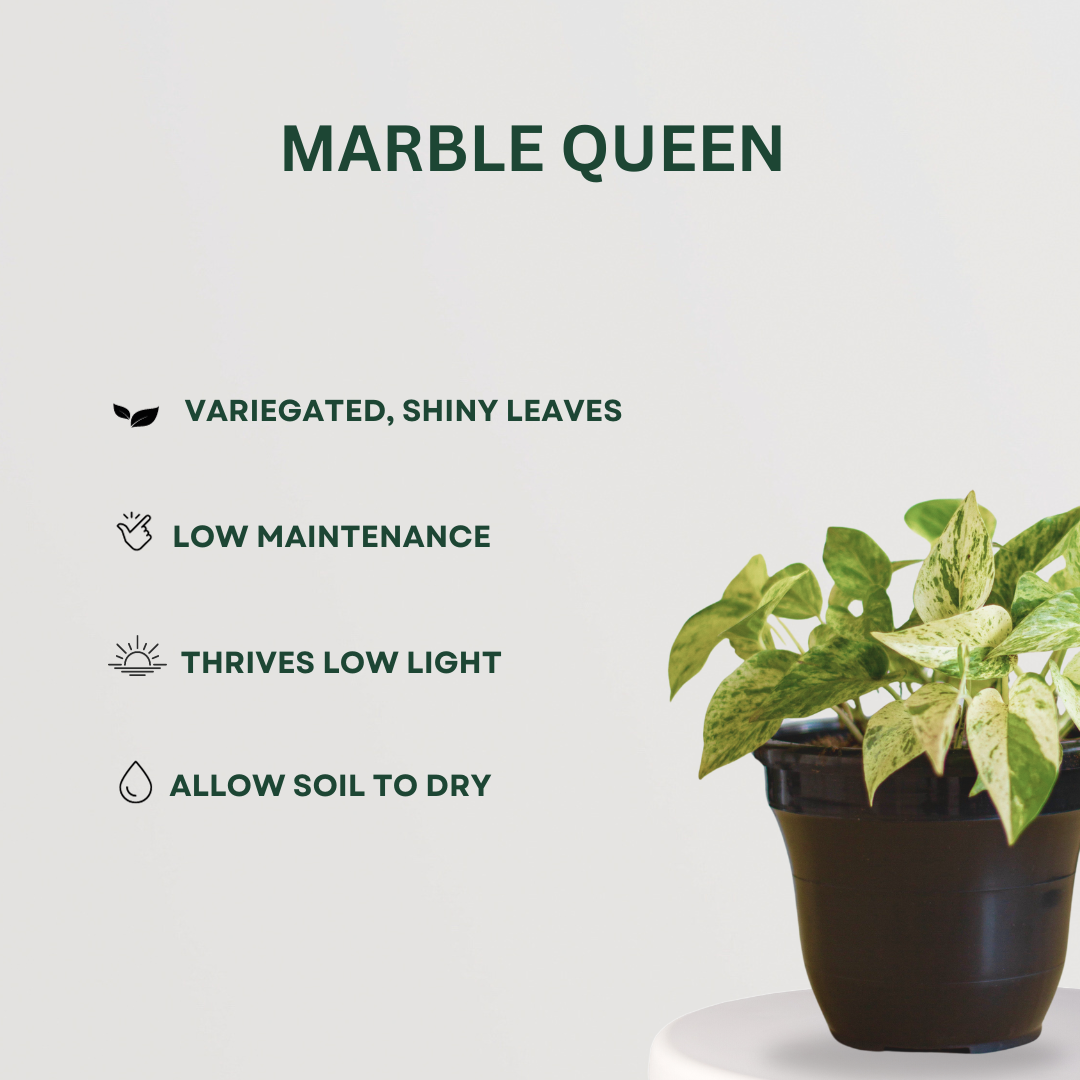 Festive Plant Combo Marble Queen - Gardengram