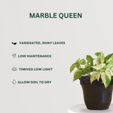 Festive Plant Combo Marble Queen - Gardengram