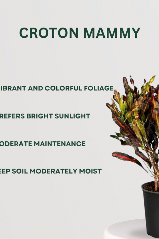 Festive Plant Combo Croton Mammy- Gardengram