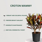 Festive Plant Combo Croton Mammy- Gardengram
