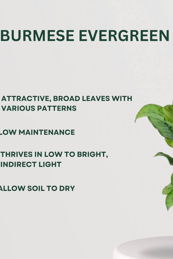 Festive Plant Combo Burmese Evergreen  - Gardengram