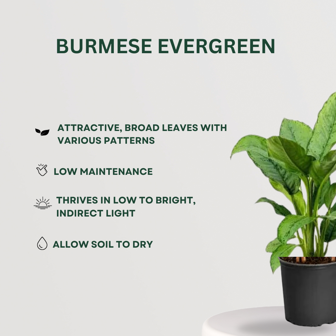 Festive Plant Combo Burmese Evergreen- Gardengram