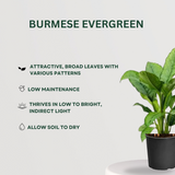 Festive Plant Combo Burmese Evergreen  - Gardengram