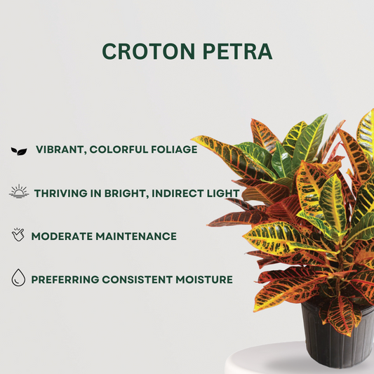 Festive Plant Combo Croton Petra- Gardengram
