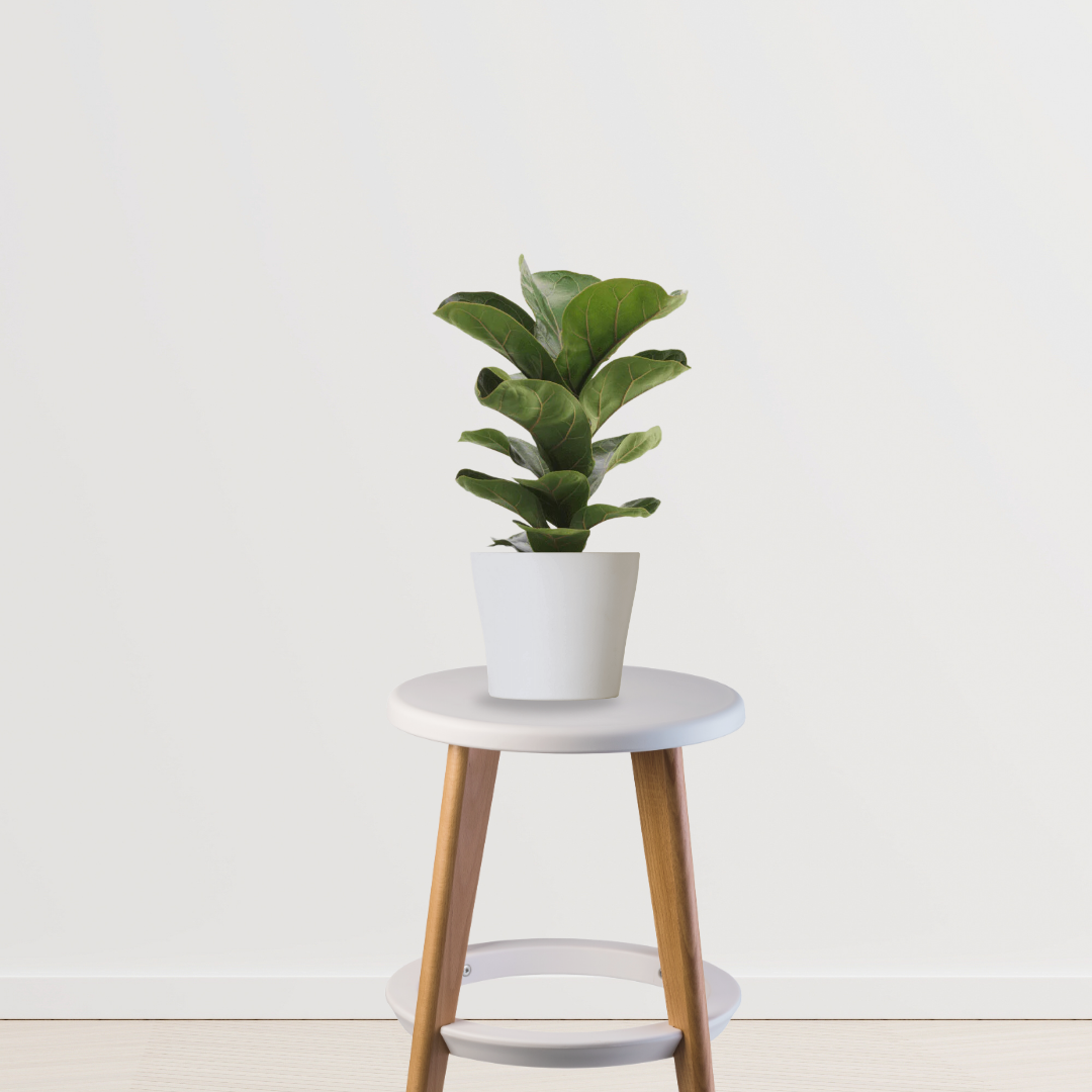 Ficus lyrata – fiddle leaf fig
