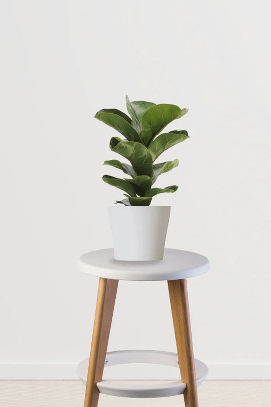 Botanic Luxe Collection (Fiddle Leaf Fig, Monstera Deliciosa)