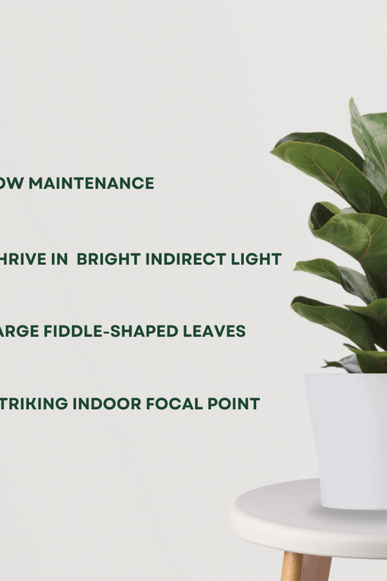 Ficus lyrata – fiddle leaf fig
