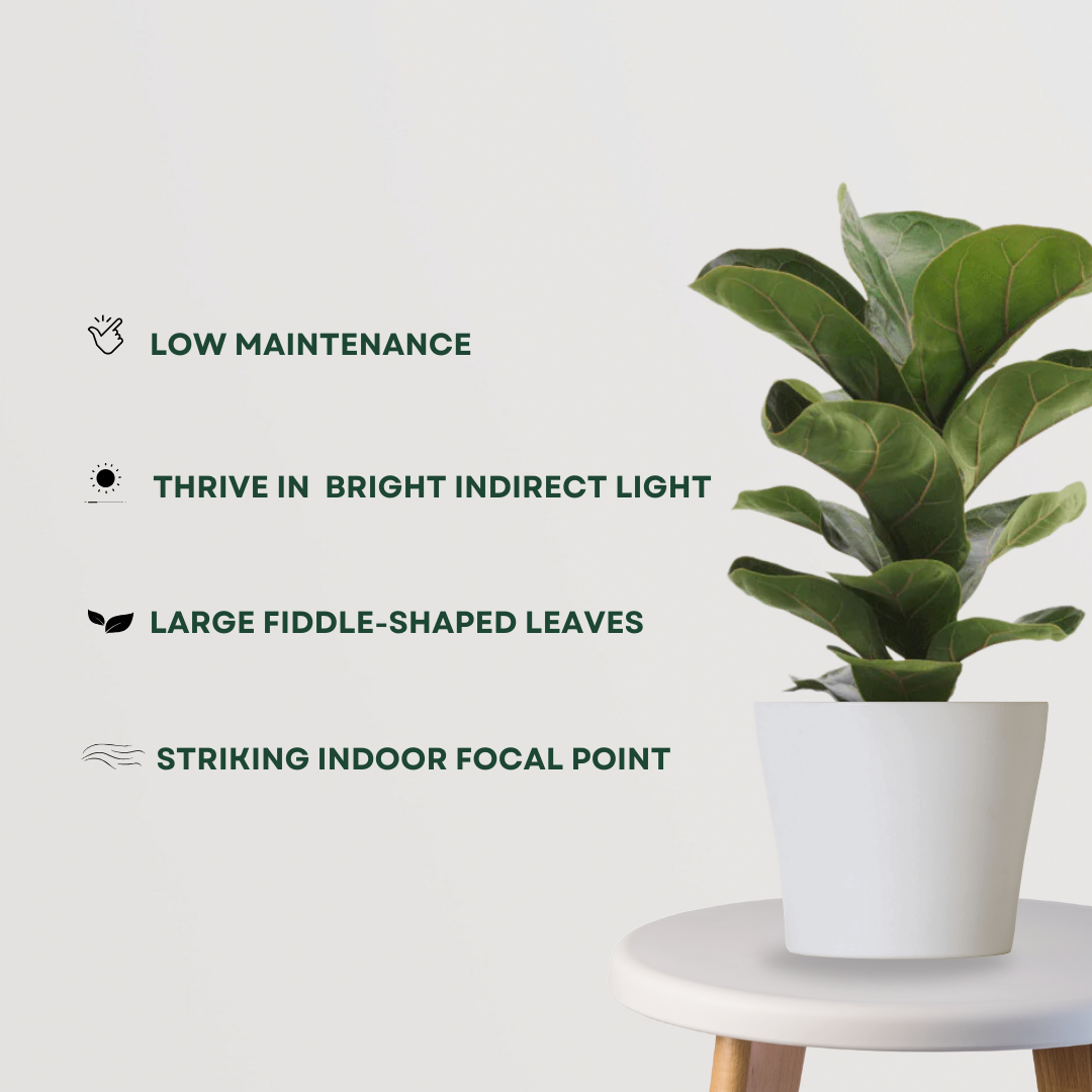 Ficus lyrata – fiddle leaf fig

