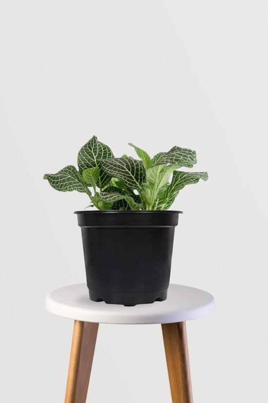 Fittonia green variety – Nerve plant
