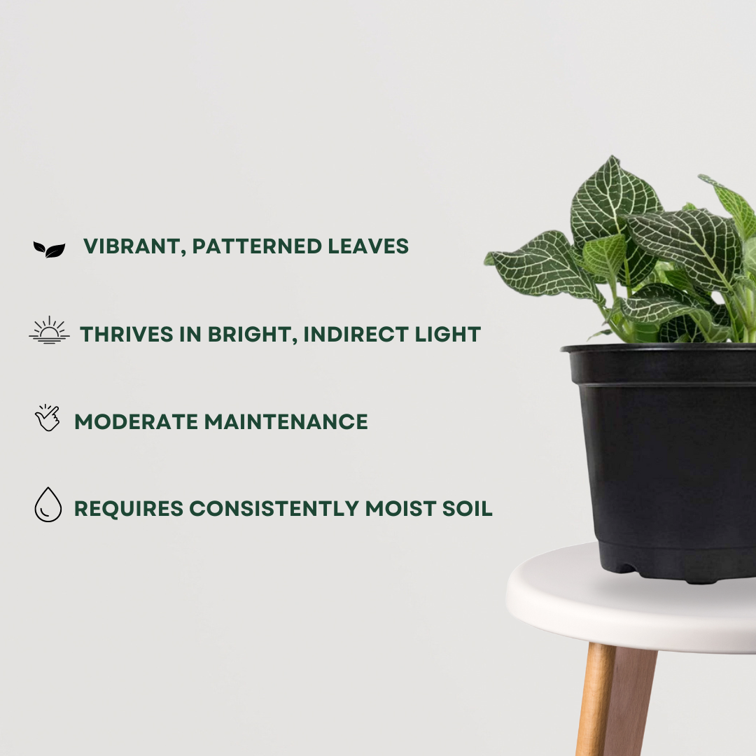 Fittonia green variety – Nerve plant
