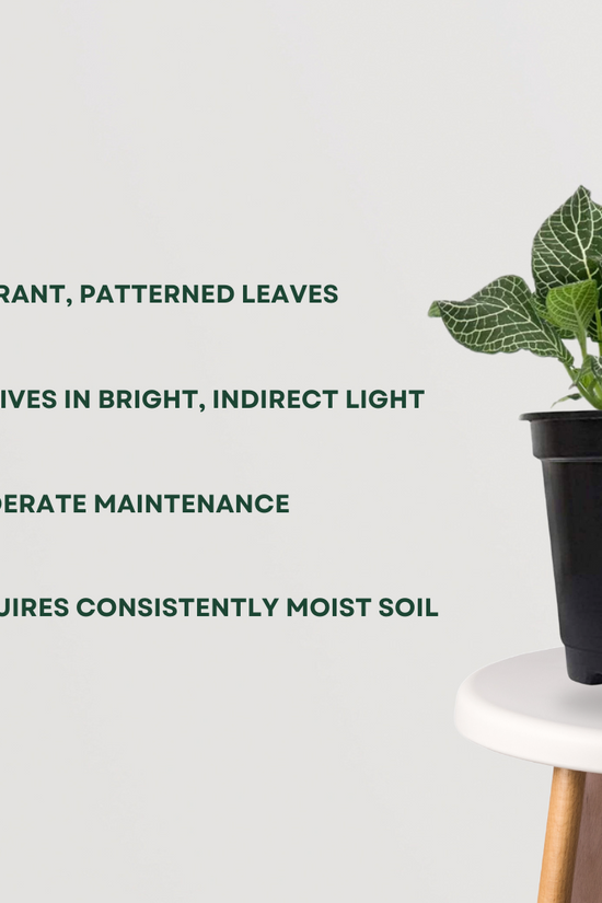 Fittonia tabletop plant in blue pot
