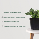 Table top pot and Fittonia plant set | Nerve Plant in Blue Pot - Gardengram 