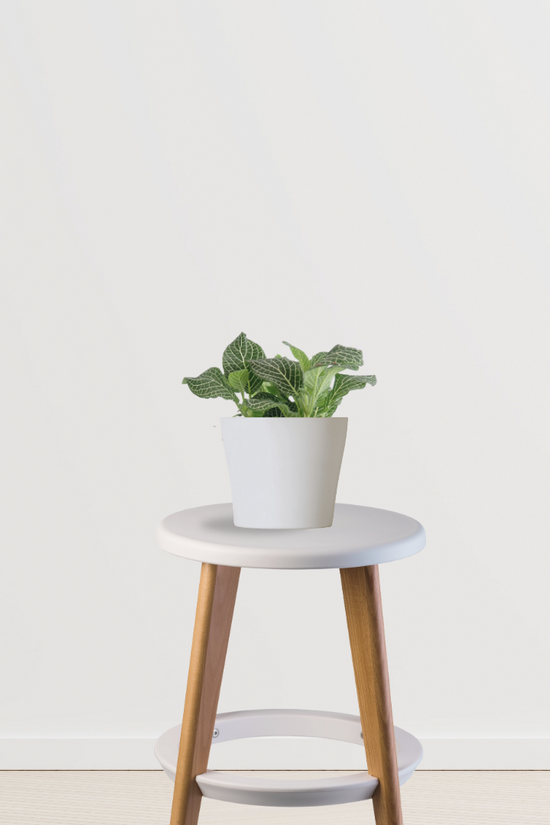 Fittonia - nerve plant
