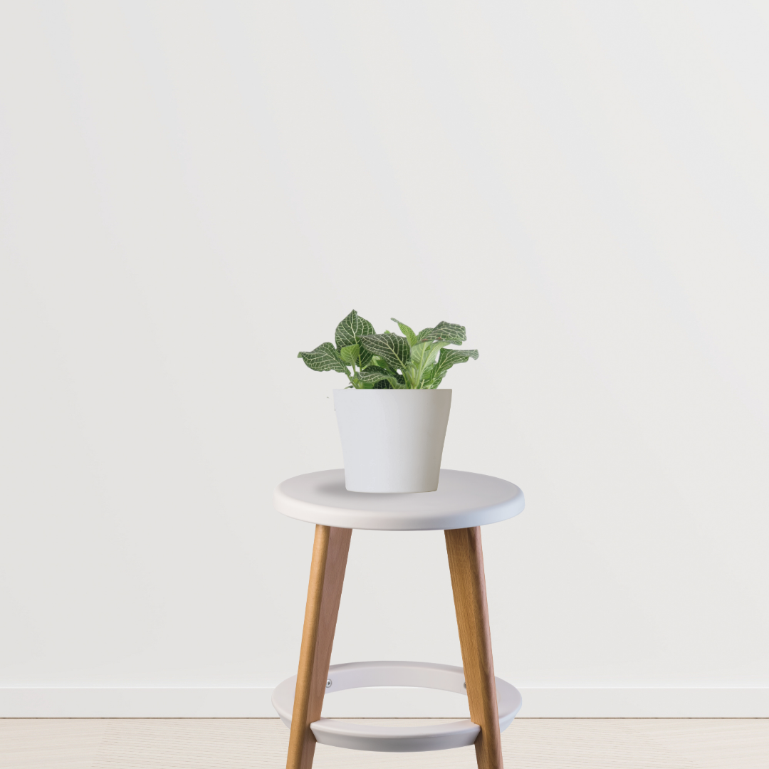 Fittonia - nerve plant
