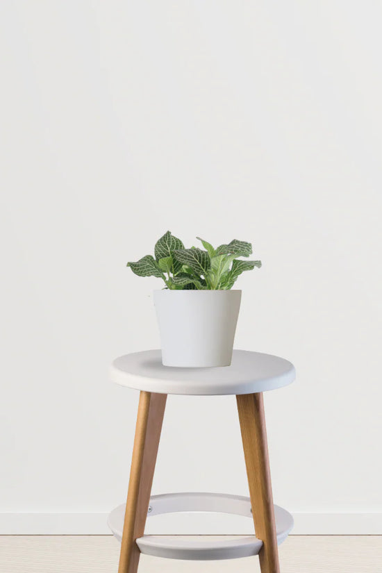 Happy Tails Pack (Bamboo Palm, Spider Plant, Fittonia)