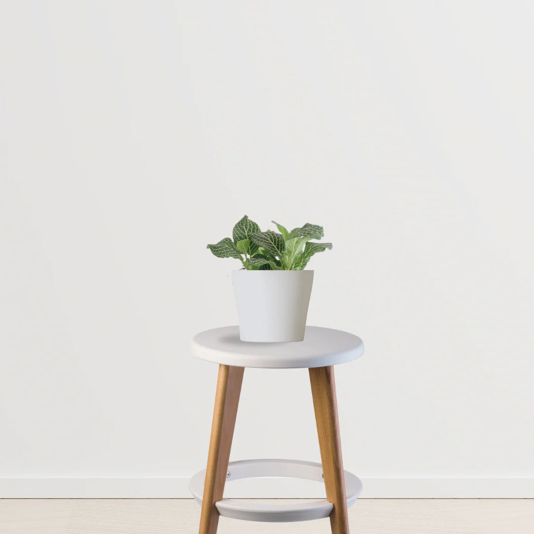 Happy Tails Pack (Bamboo Palm, Spider Plant, Fittonia)