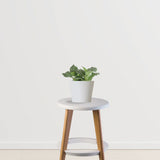 Happy Tails Pack (Bamboo Palm, Spider Plant, Fittonia)