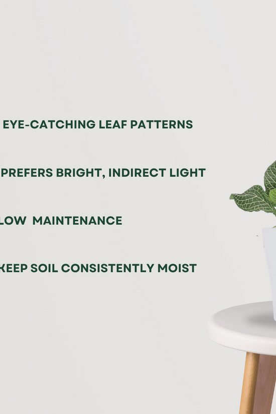 Fittonia - nerve plant
