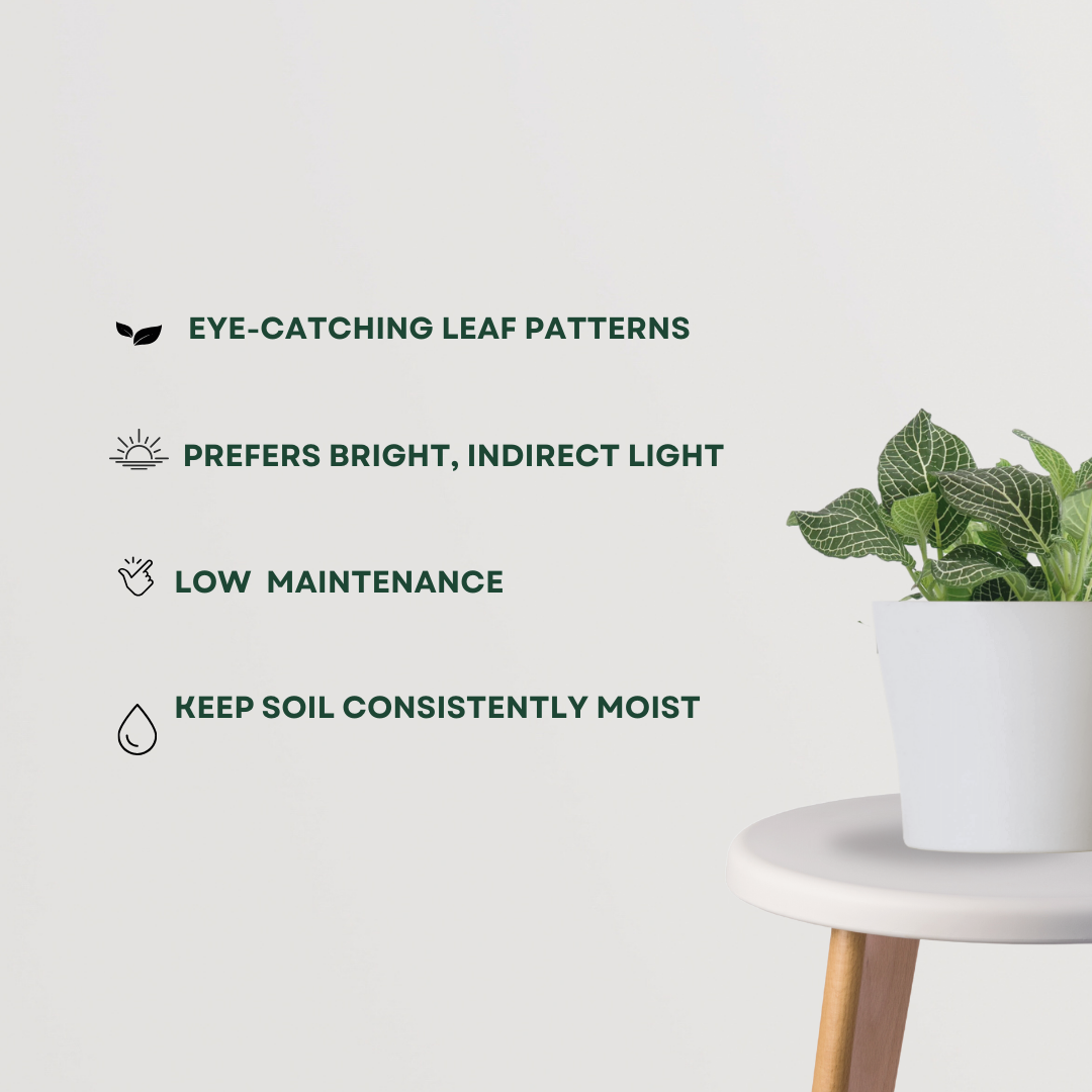 Fittonia - nerve plant
