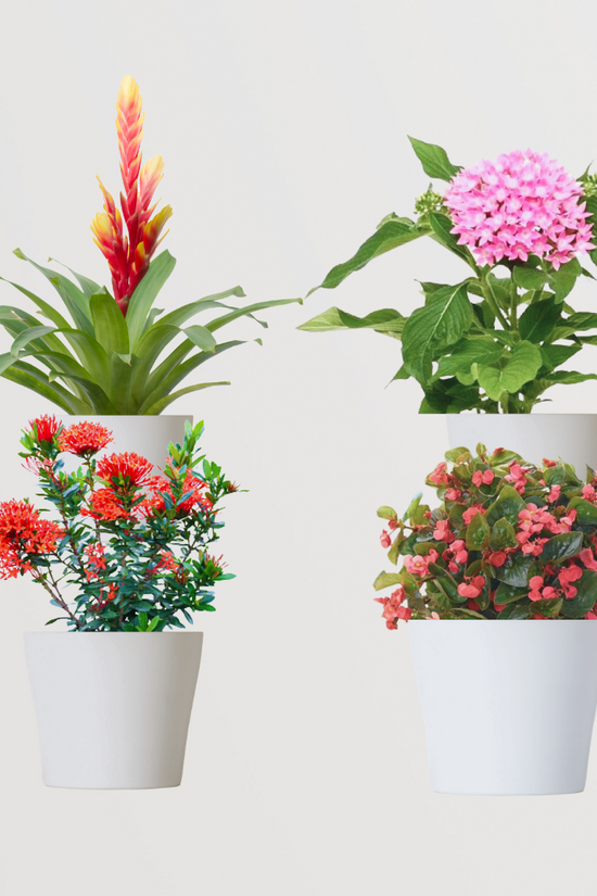 Flowering Plant Combo
