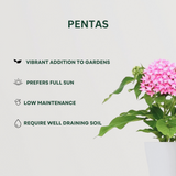 Flowering Plant Combo Pentas - Gardengram 
