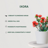 Flowering Plant Combo Ixora - Gardengram 