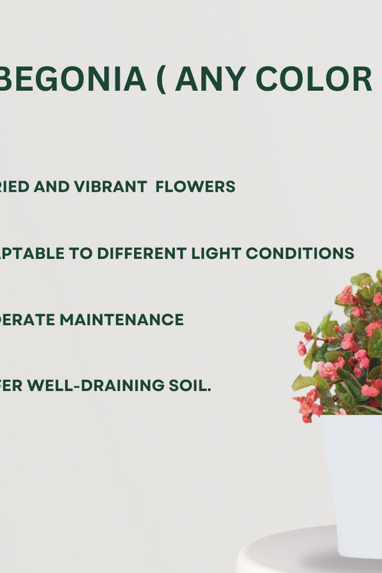 Set of flowering plants for home garden