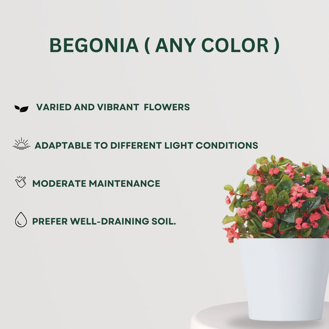 Set of flowering plants for home garden
