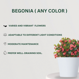 Flowering Plant Combo Begonia - Gardengram 