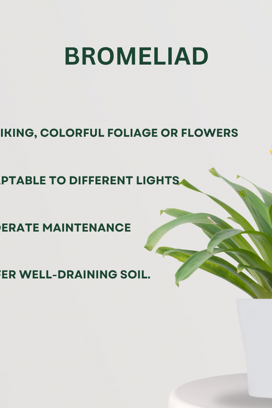 Set of flowering plants for home garden