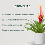 Flowering Plant Combo Bromeliad - Gardengram 