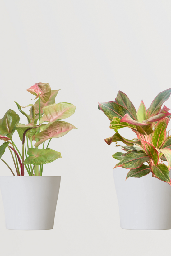 Foliage indoor plant combo pack