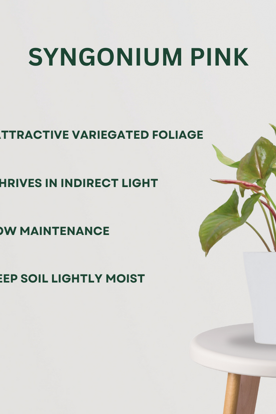 Foliage indoor plant combo pack