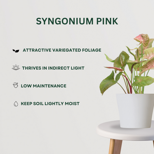 Foliage Plant  Combo Syngonium Pink - Gardengram 