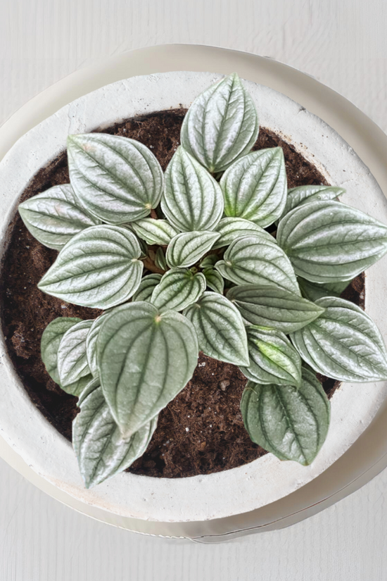 Frost Peperomia indoor plant
