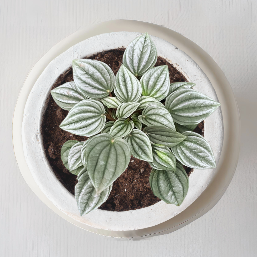 Frost Peperomia indoor plant
