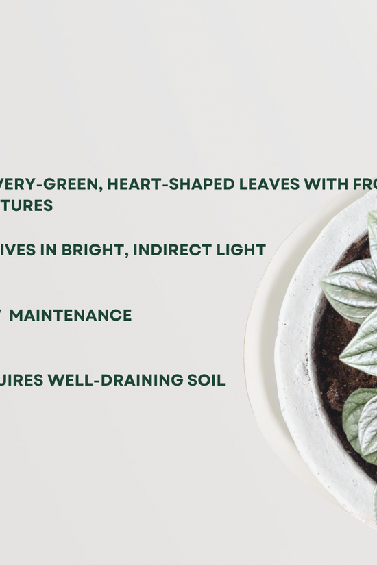 Frost Peperomia indoor plant
