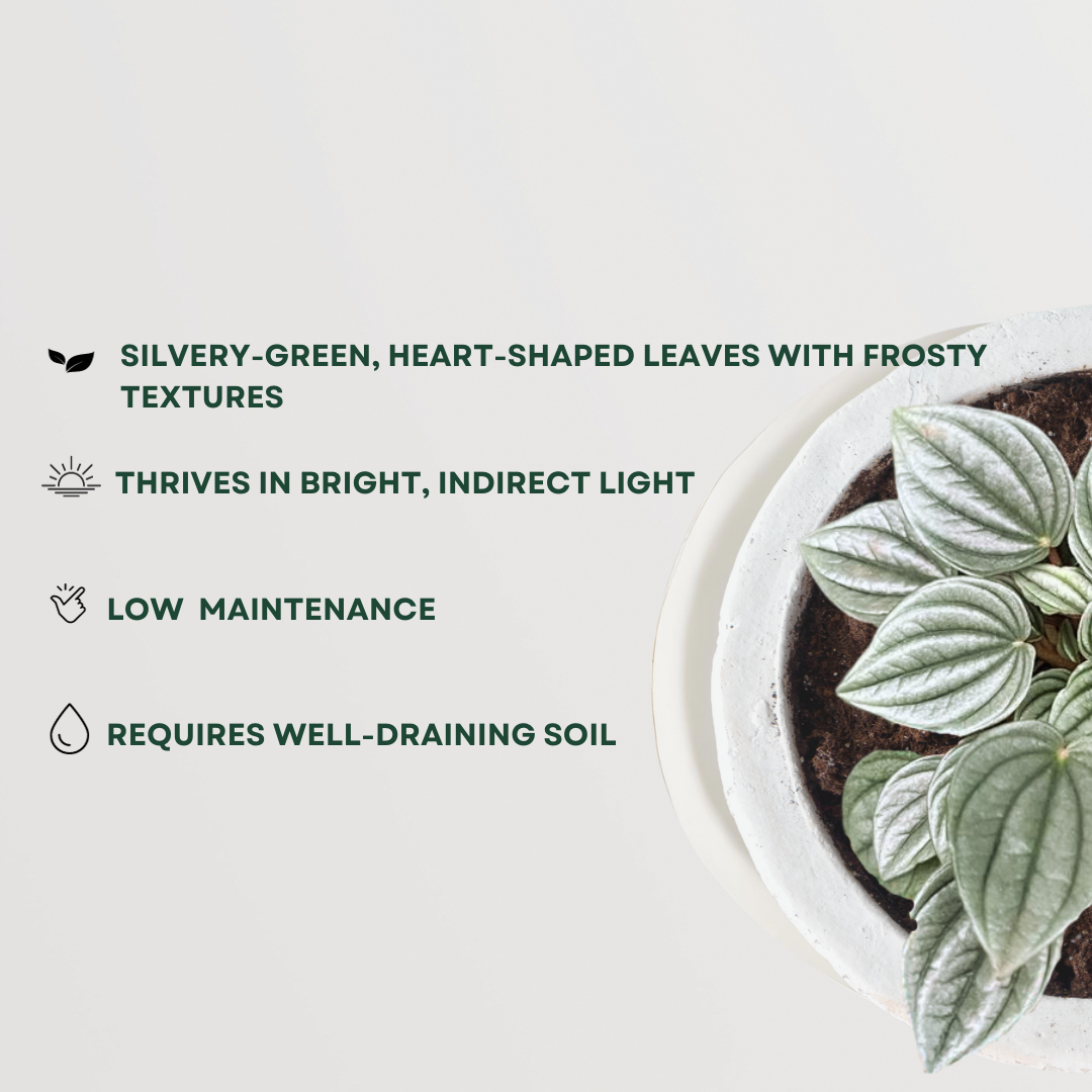 Frost Peperomia indoor plant
