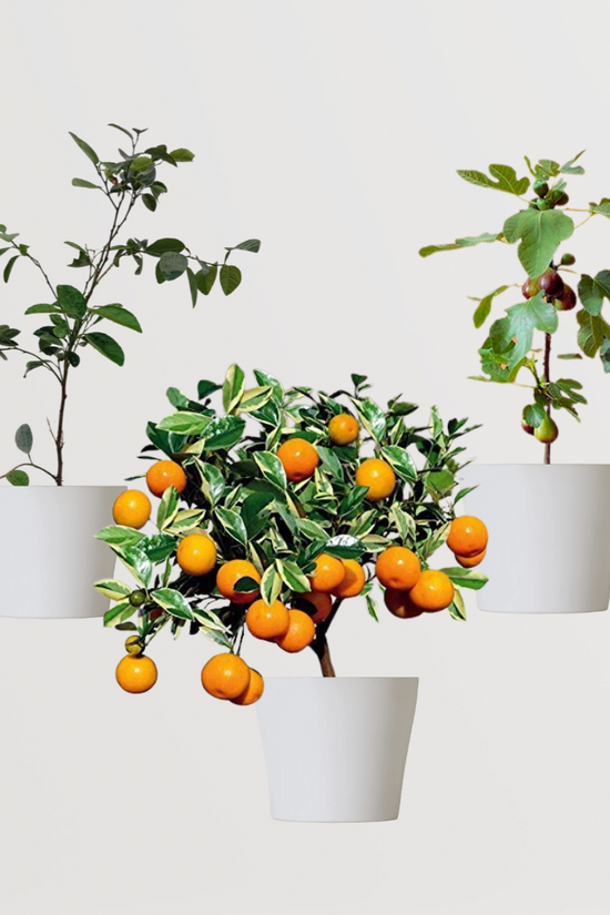 Assorted fruit plant bundle