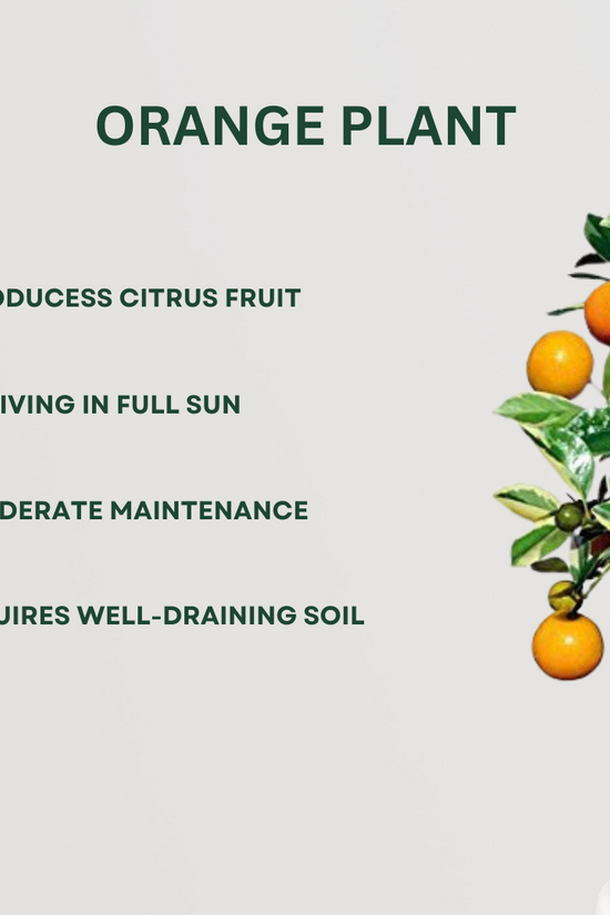 Assorted fruit plant bundle