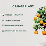 Fruit Plant Combo Orange Plant- Gardengram 