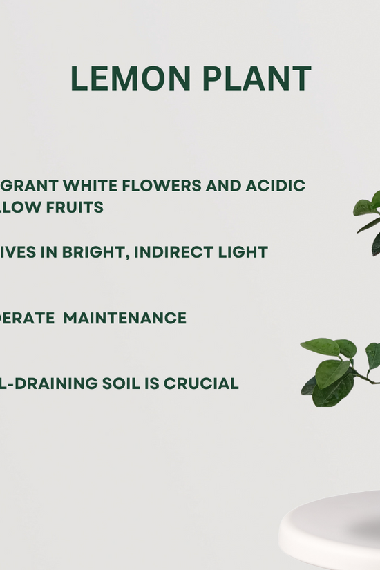 Assorted fruit plant bundle