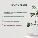 Fruit Plant Combo Lemon Plant - Gardengram 