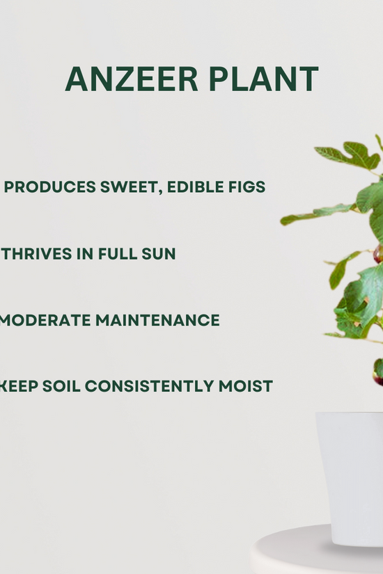 Assorted fruit plant bundle