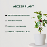 Fruit Plant Combo Anzeer Plant- Gardengram 