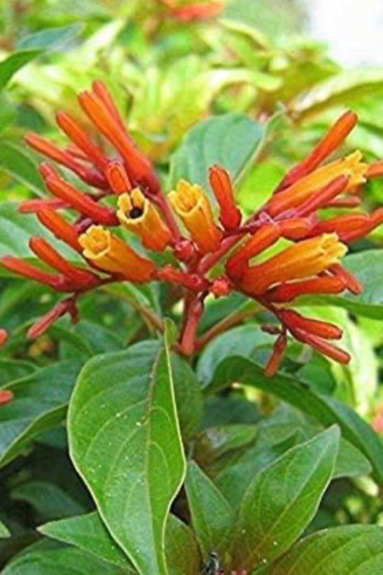 Russelia plant for hanging pots
