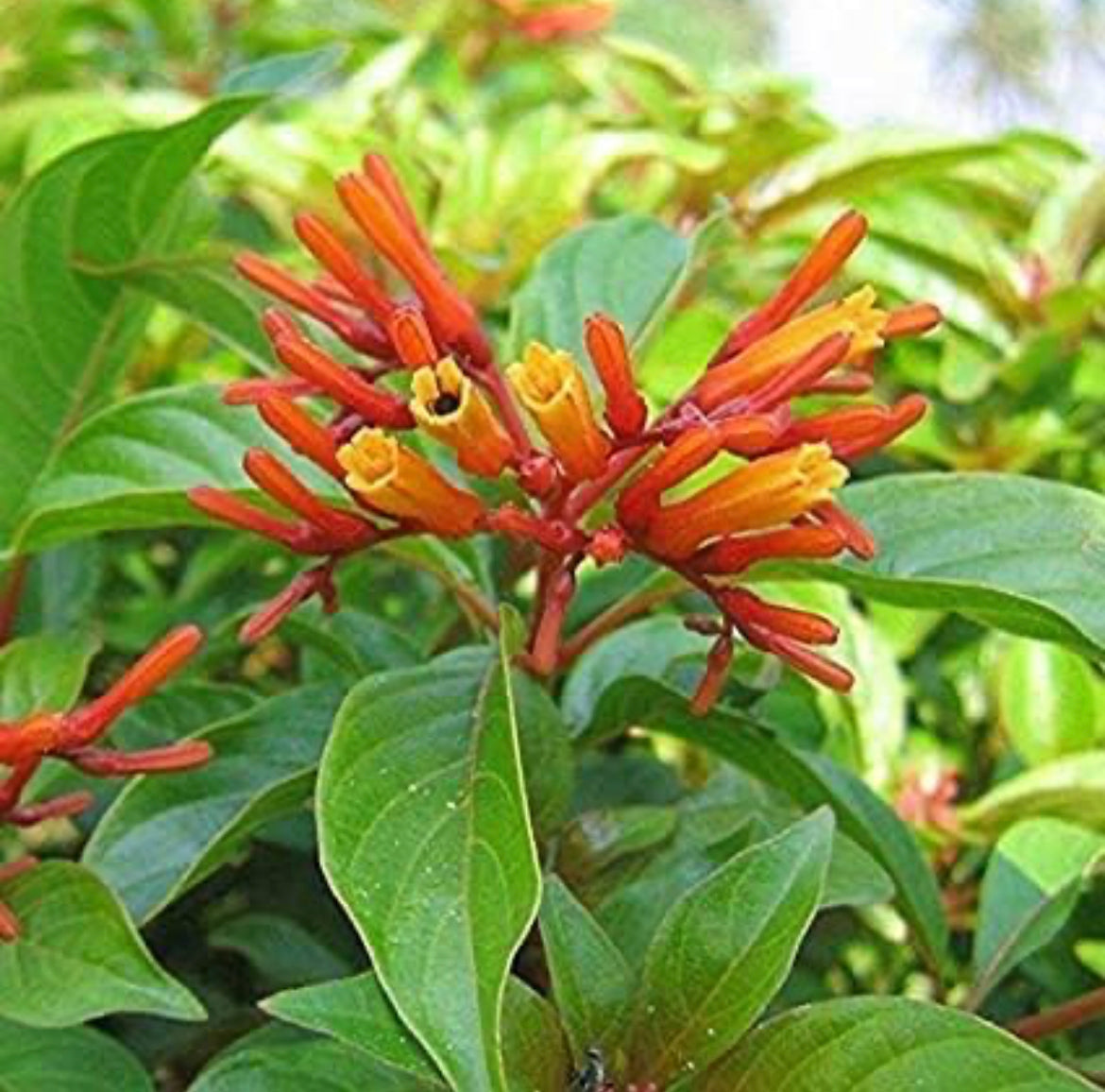 Russelia plant for hanging pots
