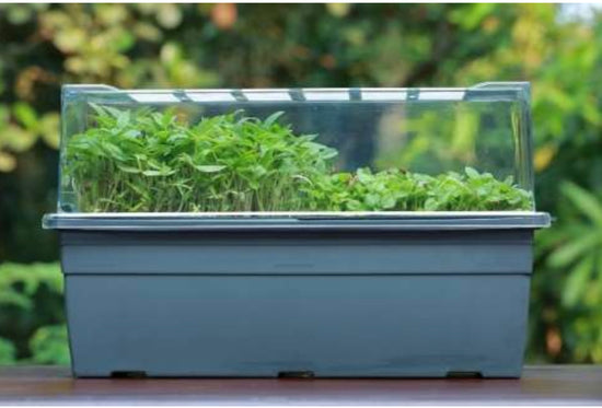 Black microgreens growing tray for kitchen gardening